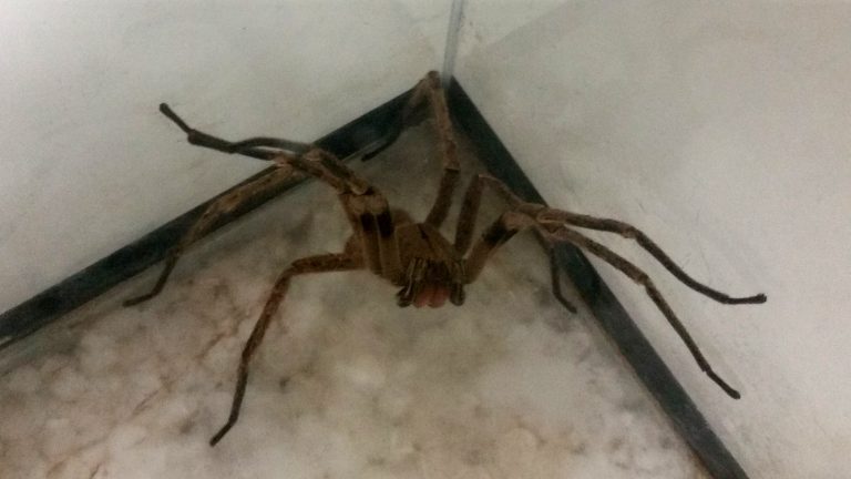 Veneno de aranha brasileira é mais eficiente que viagra, diz estudo