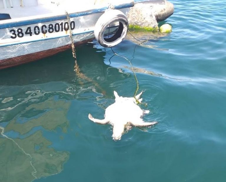 Tartaruga marinha é encontrada morta em Arraial do Cabo