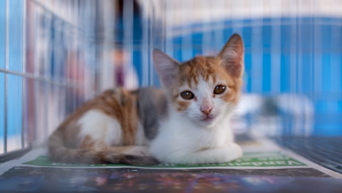 Maricá realiza cadastro de gatos para castração gratuita