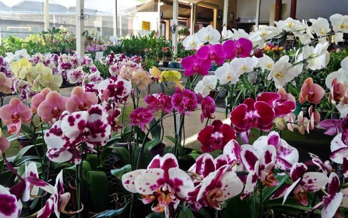 Maricá recebe exposição de orquídeas neste fim de semana