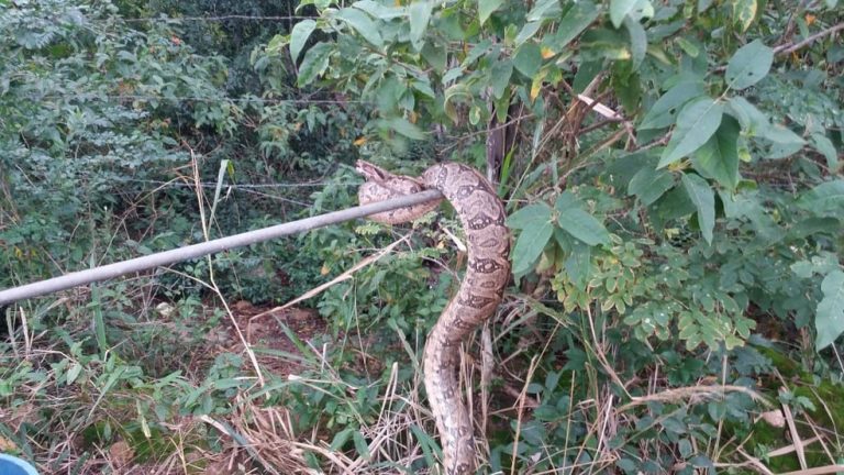 Jiboia de 2 metros é capturada em Iguaba Grande, na Região dos Lagos