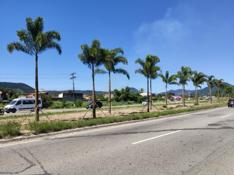 Canteiros da RJ-106, em Maricá, recebem mudas de palmeiras e ipês