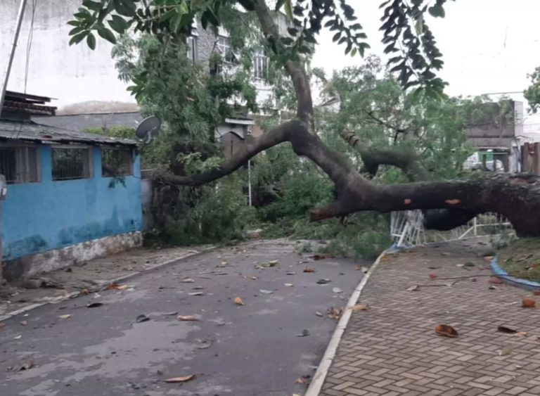 SG: Árvore cai durante temporal e atinge três casas