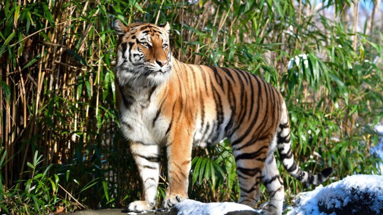 Coronavírus: Tigre de zoológico em Nova York testa positivo para a doença