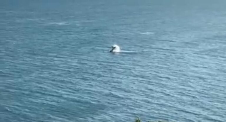 Maricá: Baleia e filhote dão show no mar de Ponta Negra; Veja o vídeo