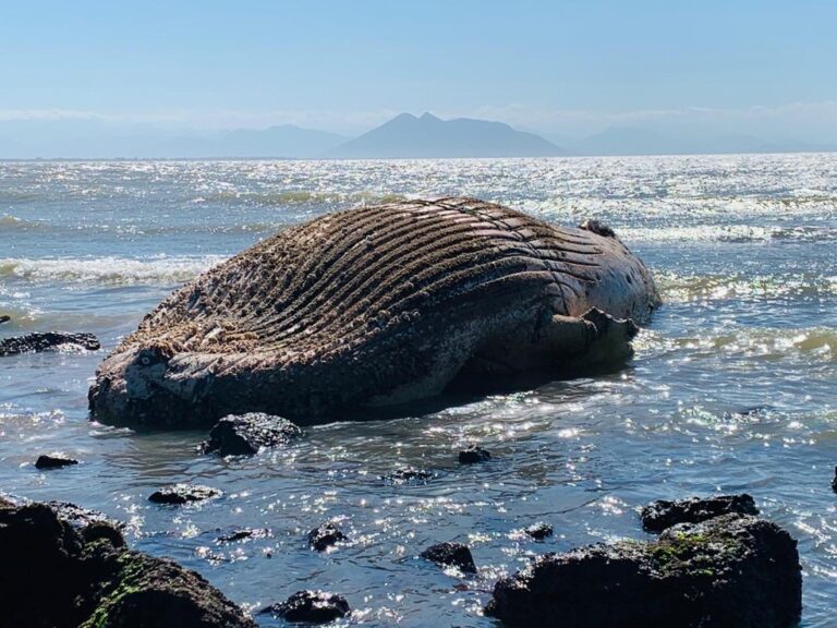 Baleia, golfinho e pinguins são encontrados mortos em praias de Búzios