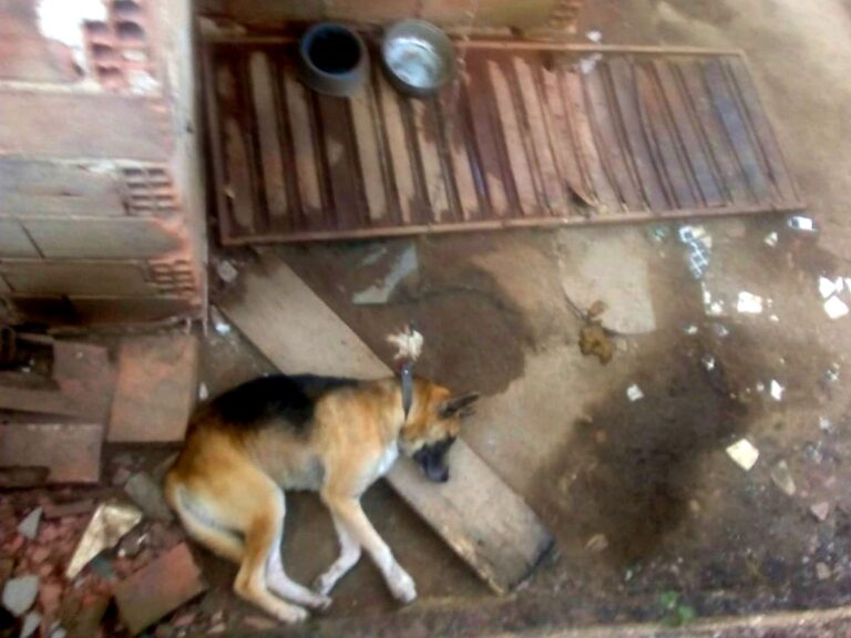 Cão solitário está acorrentado, em cárcere privado, com fome e sede, em Itaboraí, denuncia morador