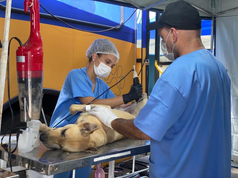 Maricá abre inscrições para castração gratuita de cães e gatos a partir do dia 11