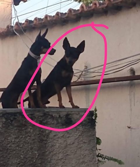 Família procura cãozinho desaparecido no bairro do Laranjal, em São Gonçalo