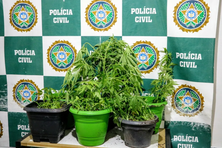 Mulher é presa em flagrante com horta de maconha no Jóquei, em São Gonçalo