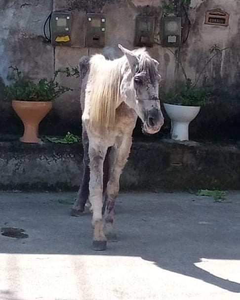 Égua é abandonada com ferimentos e agoniza há cinco dias em via pública de São Gonçalo