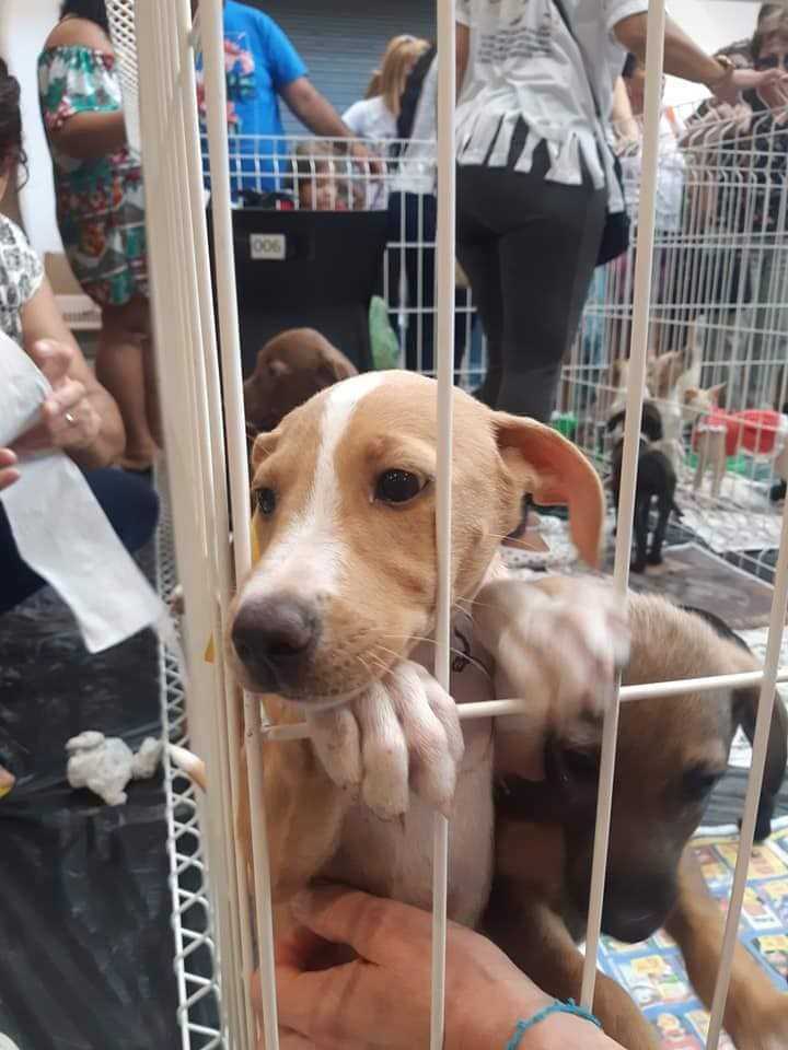 Feira de adoção de animais abandonados retorna ao Partage Shopping, em SG