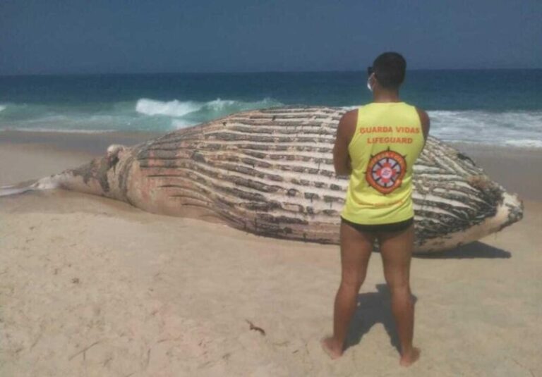 Baleia jubarte é encontrada morta em praia de Maricá