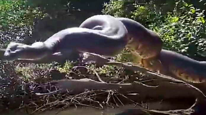 Vídeo de cobra gigante brasileira pegando sol viraliza internacionalmente