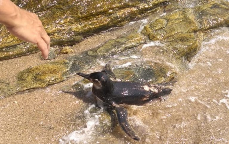 Pinguim ferido é resgatado em praia de Rio das Ostras