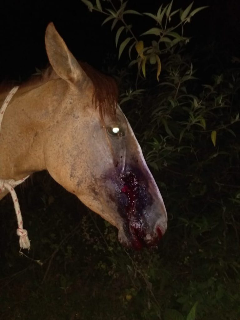 Cavalo é vítima de bala perdida durante tiroteio no Salgueiro, em SG (Veja o vídeo)