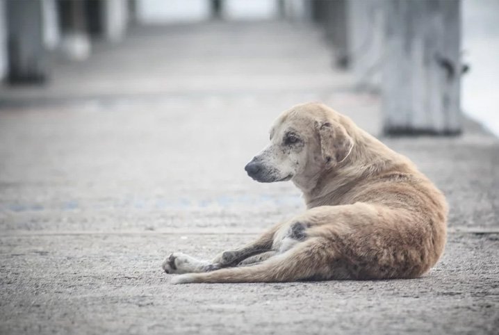 Alerj aprova projeto de lei que incentiva empresas a doarem ração para associações que cuidam de animais de rua