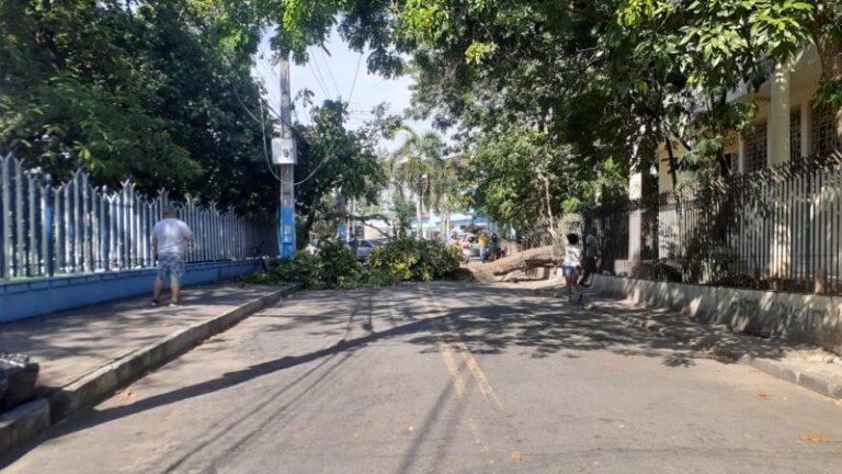 Ventania derruba árvore e interdita rua no Centro de SG