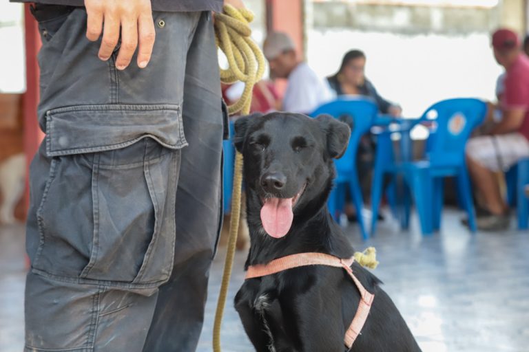 Prefeitura está com vagas disponíveis para castração de cães e gatos em Maricá