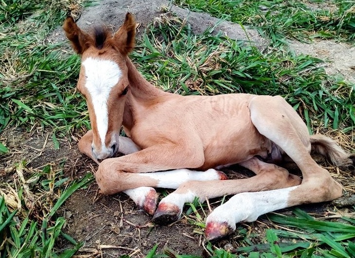 Morador de Niterói cuida de cavalo recém-nascido em casa e pede ajuda para criá-lo; assista ao vídeo