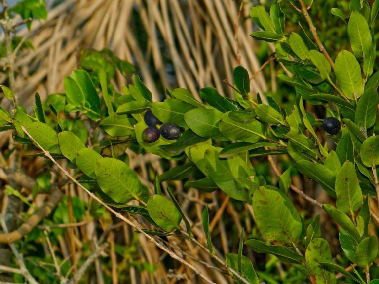 Tesouro na Serra da Tiririca: planta ameaçada de extinção é descoberta em Itacoatiara