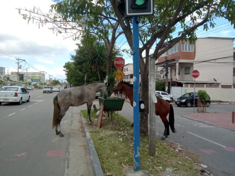 Cavalos soltos em rua são um perigo para motoristas no Vila Lage, em São Gonçalo
