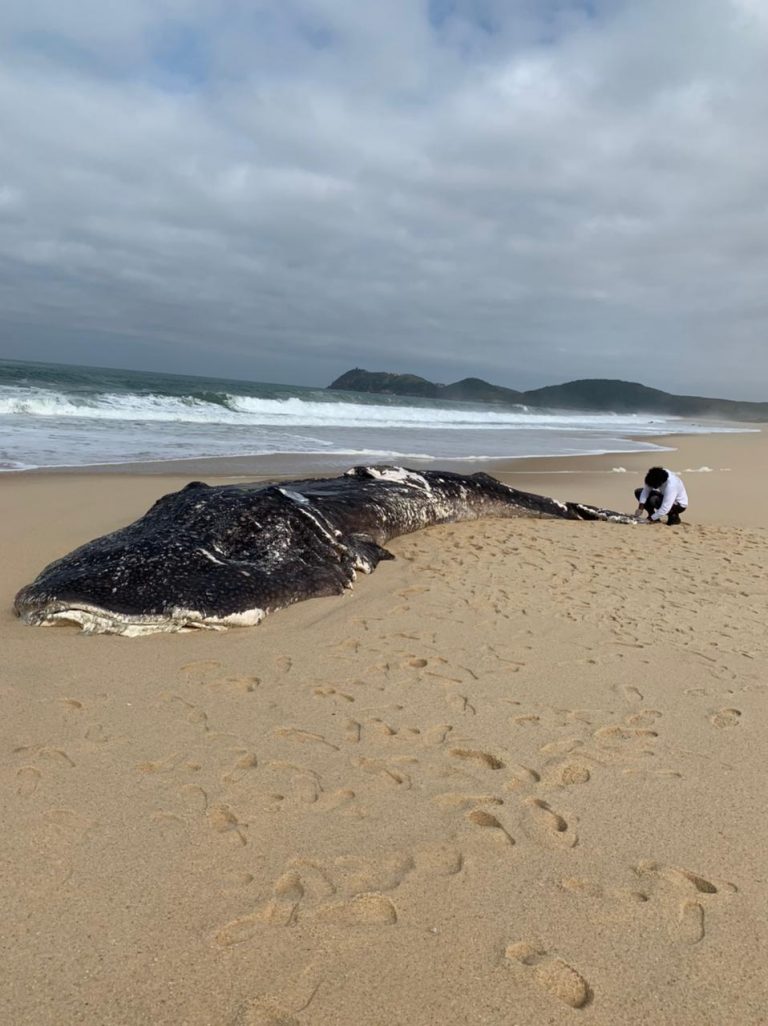 Mistério: Carcaça de tubarão-baleia de 6 metros é encontrada em praia de Maricá