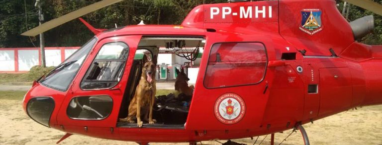 Cão que virou herói em tragédias de Niterói e Brumadinho se aposenta