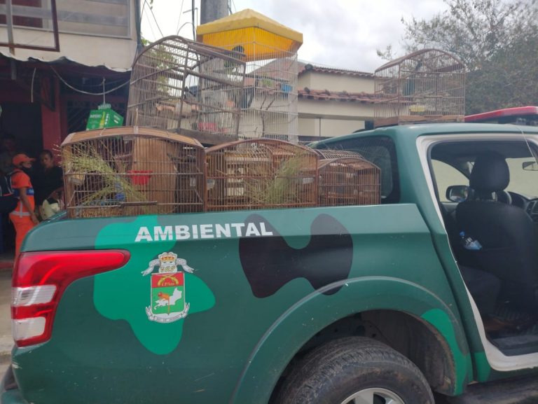 Polícia resgata pássaros silvestres em cativeiro numa casa em Maricá