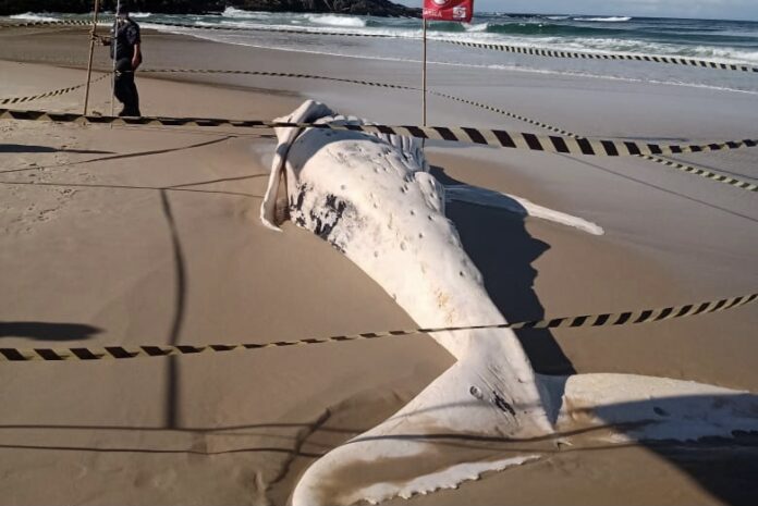 Mais uma baleia jubarte é encontrada morta em praia de Maricá
