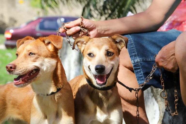 Proteção Animal de Maricá distribui 30 senhas para a castração de cadelas na próxima semana