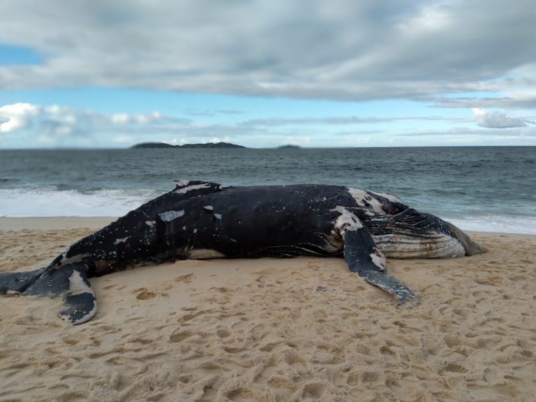 Filhote de baleia jubarte é encontrado morto em Itaipuaçu