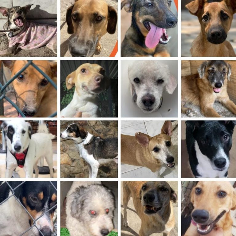 Cães resgatados por concessionária na BR-101 estão disponíveis para adoção