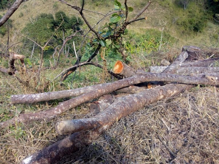 Denúncia leva PM a encontrar área de desmatamento em Maricá