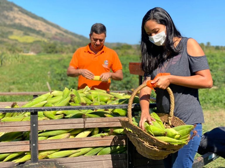 Maricá colhe três mil espigas de milho para reforçar merenda nas escolas
