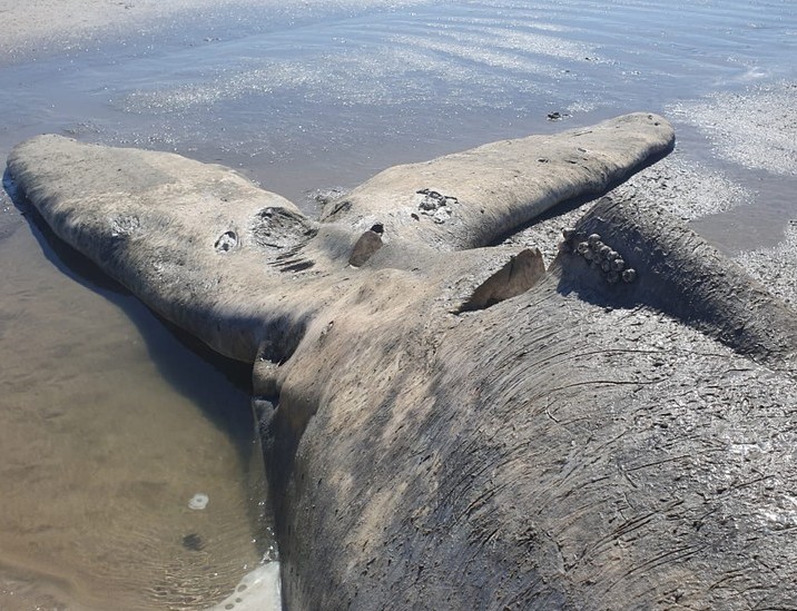 Cabo Frio: filhote de baleia jubarte é encontrado morto na Praia de Verão Vermelho