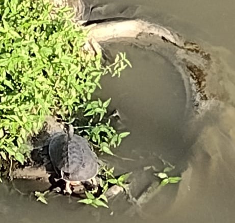 Tartarugas chamam a atenção no Rio Alcântara, mas estão condenadas à morte