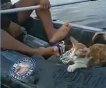 Pescadores resgatam gato jogado da Ponte Rio-Niterói (Veja o vídeo)