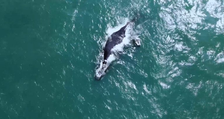Drone flagra baleias-francas em Arraial do Cabo (Confira o vídeo)