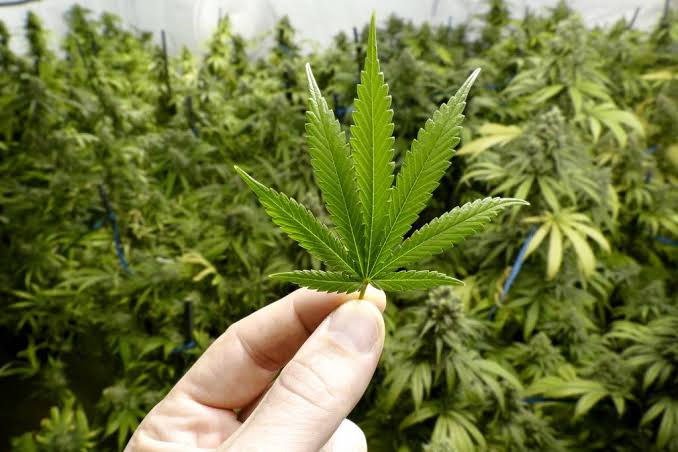 Em 1ª discussão, Câmara de Niterói aprova projeto sobre o uso medicinal da cannabis