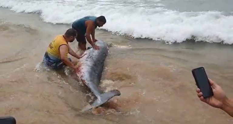 Banhistas ajudam filhote de baleia encalhado a voltar para o mar em Cabo Frio (Veja o vídeo)