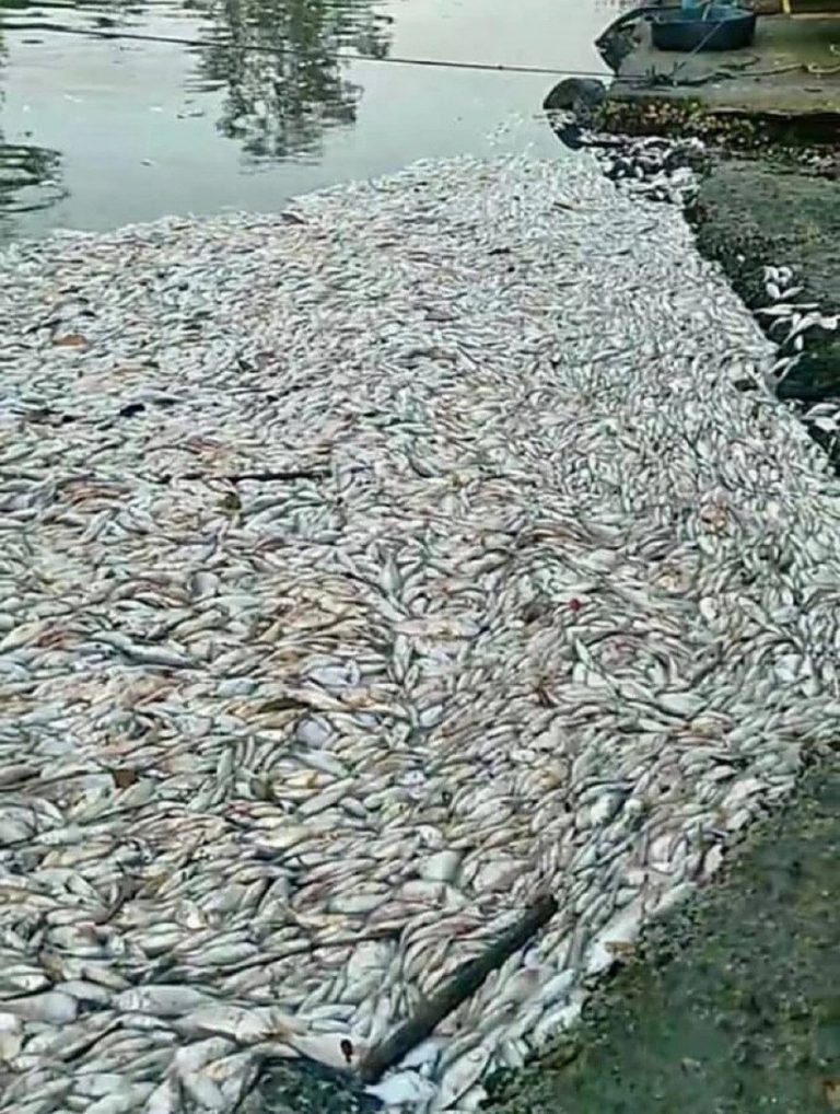 Mortandade de peixes preocupa autoridades em Maricá