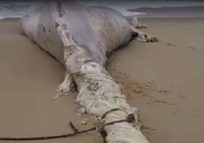 Baleias são encontradas mortas em Maricá