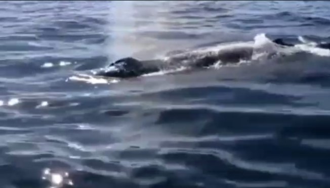 Jubarte é atacada por baleias orcas em Arraial do Cabo (Veja o vídeo)
