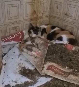 Trinta e cinco gatos são resgatados em meio a fezes, outros animais mortos e até corpos de bichos sem cabeça