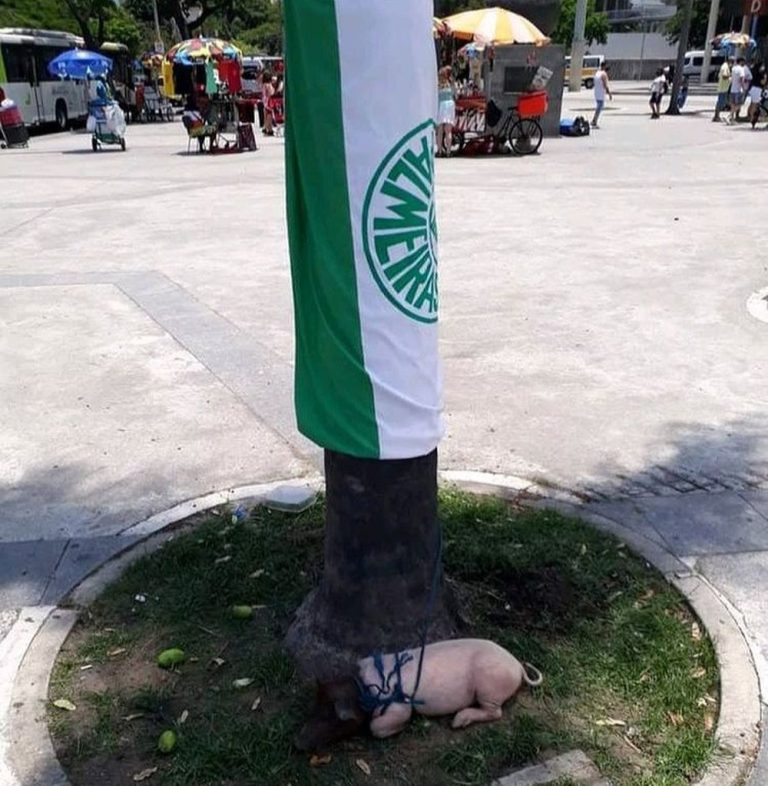 Malvadão demais: porquinho é amarrado a árvore com bandeira do Palmeiras no Rio