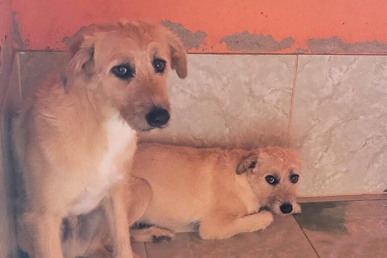 Amigos colocam cães de idosa morta em assalto a ônibus em São Gonçalo para adoção