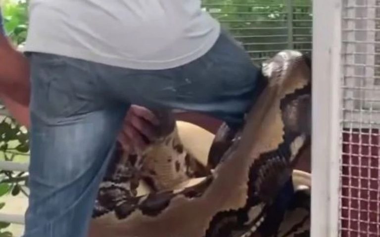 Atacado por cobras gigantes, biólogo mantém a calma no Vital Brazil, em Niterói (Veja o vídeo)