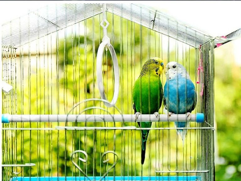 Criação amadora de pássaros terá novas regras no Estado do Rio