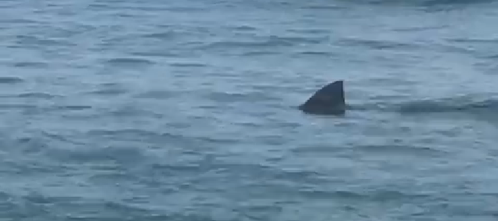 Tubarão aparece em praia de Saquarema (Veja o vídeo)